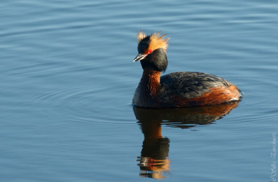 Birdwatching in Haapsalu